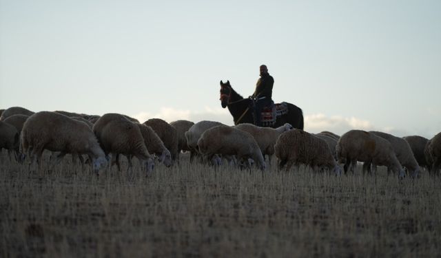 Medya dünyasından hayvancılığa: İstanbul stresini bırakıp köyde huzuru buldu