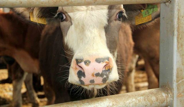 Mudurnu’da şap nedeniyle 18 köy ve 4 mahalle karantinaya alındı
