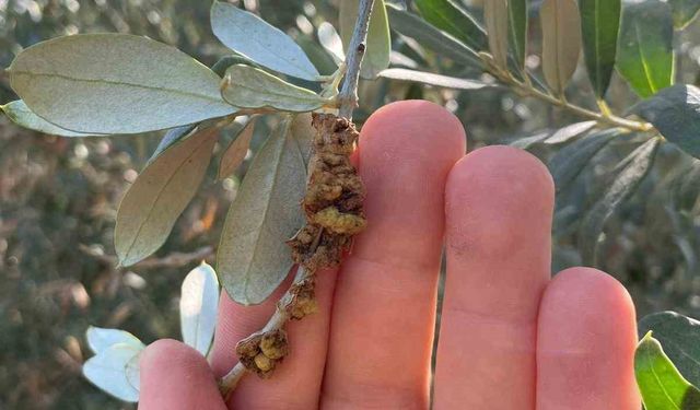 Salihli’de üreticilere zeytin dal kanseri uyarısı