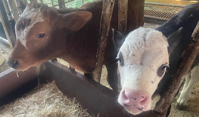 ABD Tarım Bakanlığı: "Türkiye’de yıllık 400-500 bin buzağı ölümü oluyor"