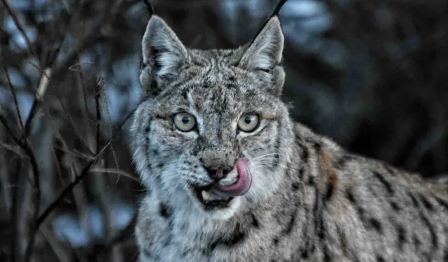 Tunceli’de vaşak görüntülendi