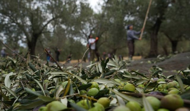 Zeytin hasadıyla tatil buluştu: Ayvalık ara tatilin gözdesi oldu