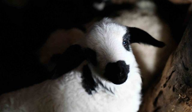 Erzincan’da yılın son kuzuları üreticilerin yüzünü güldürdü