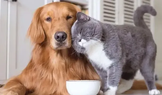 Evcil hayvan sahiplerine "mikroçip" uyarısı: Son gün 31 Aralık, taktırmayana ceza