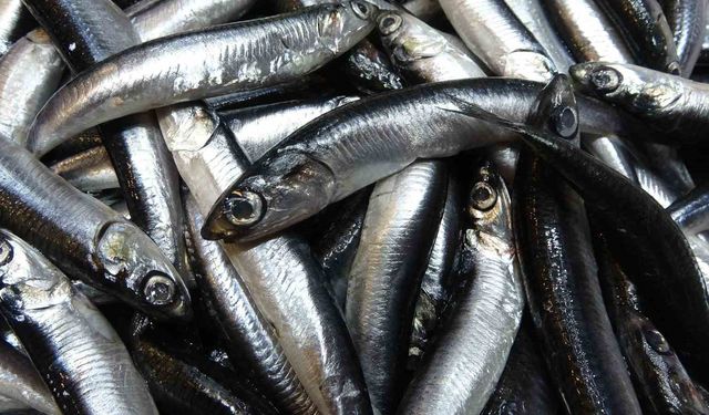 Karadeniz’de hamsi bolluğu sürüyor, mezgit ise birkaç gündür görünmüyor