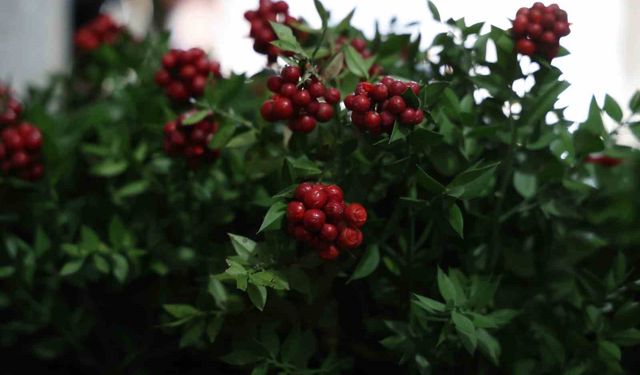 Kırşehir’de aralık ayının en çok tercih edilen çiçeği kokina oldu