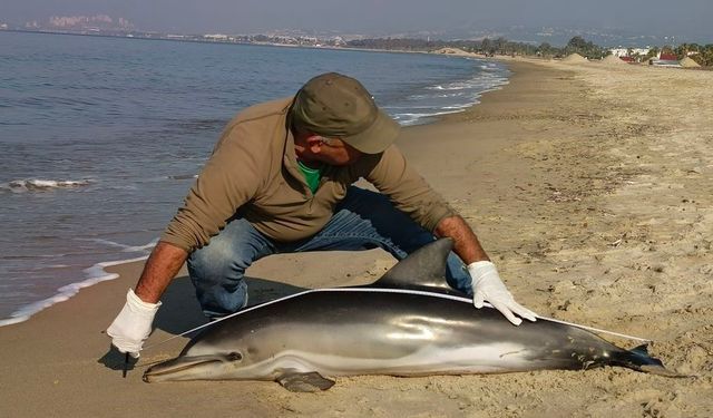 Kuşadası’nda yunus balığı karaya vurdu