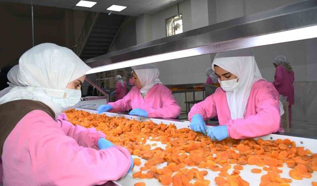 Malatya’da kuru kayısıda 11 ayda 275 milyon dolar gelir elde edildi