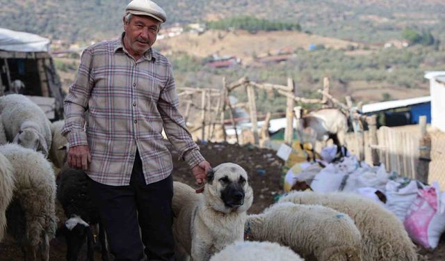 Şap karantinası meraları boşalttı