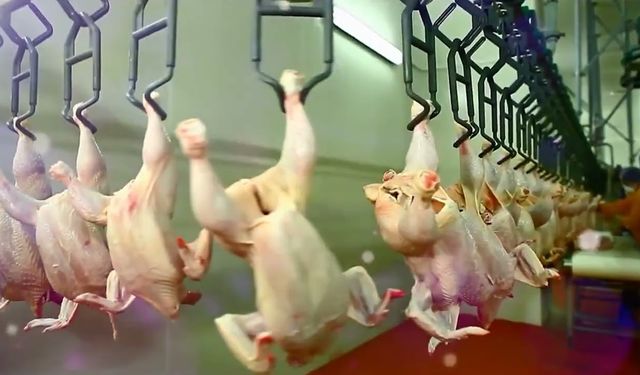 Tavuk eti üretimi Ekim ayında yüzde 8,1 oranında arttı