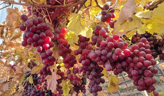 Yeni yılın üzümleri depodan değil bağdan