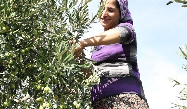 Zeytin üreticileri için destek ve markalaşma önerisi