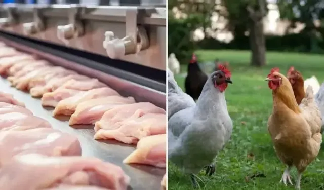 Kasım ayında tavuk eti üretim 233 bin 887 ton oldu