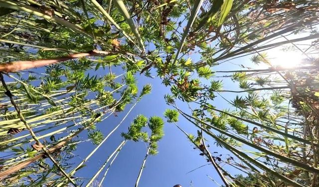 Samsun’da kenevir üretimi için son tarih uyarısı: Başvurular 1 Nisan’da bitiyor