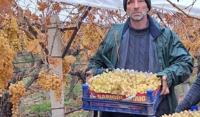Sarıgöl’de üzüm hasadında sona gelindi