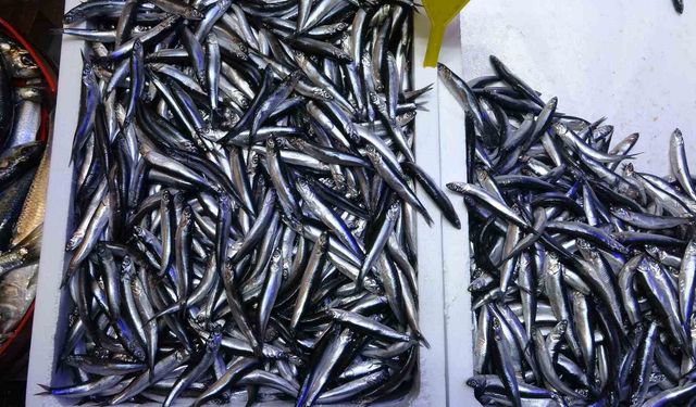Türkiye’nin hamsi ihracatında Avrupa ülkeleri ilk sırada