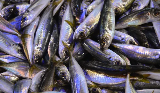 Karadeniz’de hamsi yerini istavrite bıraktı