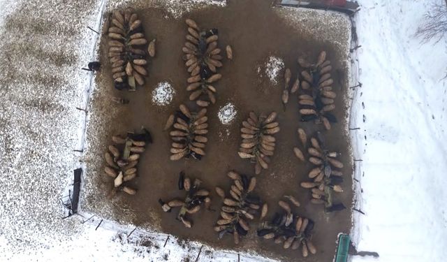 Muş’ta devlet desteğiyle hayvan sayısı arttı