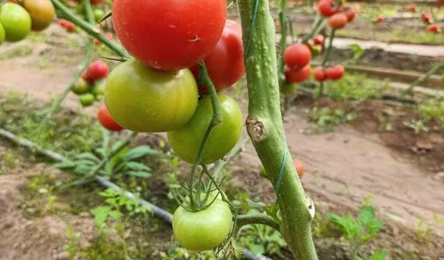 Simav’da yetişen ’coğrafi işaretli’ Eynal domatesi pazarlarda ilgi görüyor