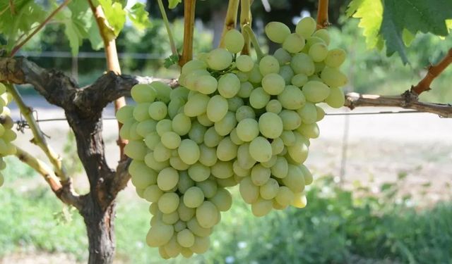 Tekirdağ’da "Günışığı" üzümü tescillendi