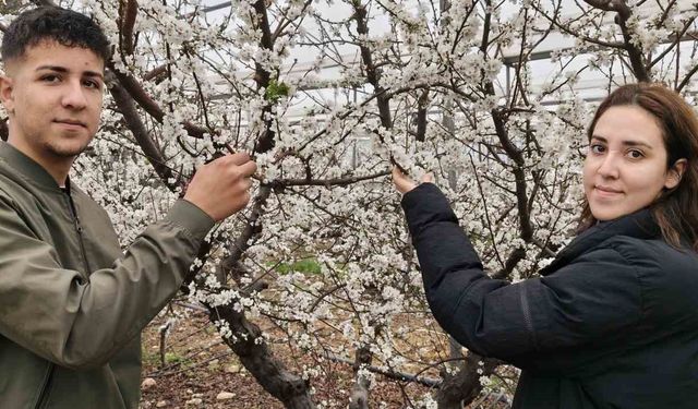 Türkiye karla kaplıyken Silifke’de erik ağaçları çiçek açtı