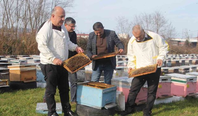Türkiye’de en fazla bal üretiminin yapıldığı Ordu’da arıcılar sezona hazırlanıyor
