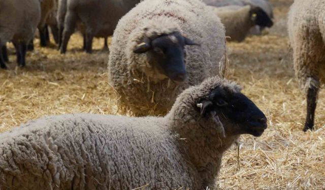 Yılların Merinos Koyunu’na yeni etçil rakip geldi: Bandırma Koyunu