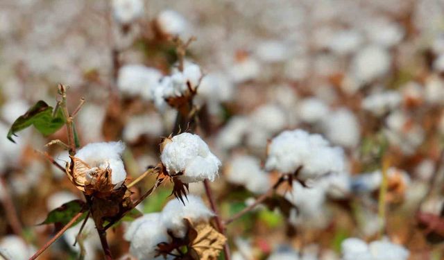 Adana’da pamukta ’pembekurt’ zararlısına karşı uyarı