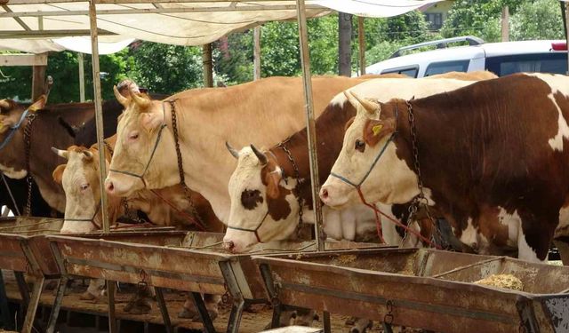 Buldan’da şap karantinası kaldırıldı
