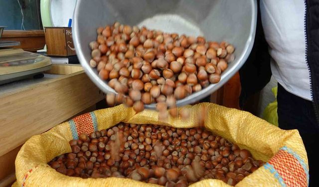 Düzce’den iki ayda bin 837 ton fındık ihraç edildi