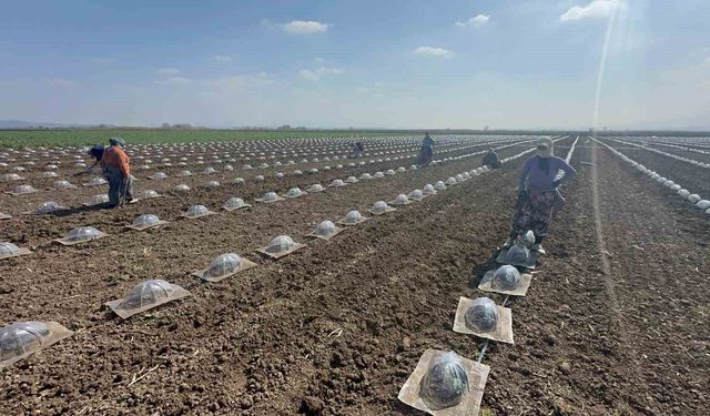 Karacabey Ovası’nda turfanda karpuz ekimi başladı