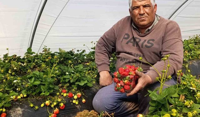 Köprübaşı çileği altın sezonunu yaşıyor