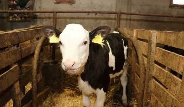 Samsun’da ari işletme sayısı artıyor