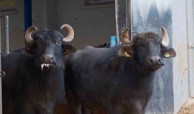 Türkiye’nin yeni manda ırkı Murana süt verimi ile dikkat çekiyor