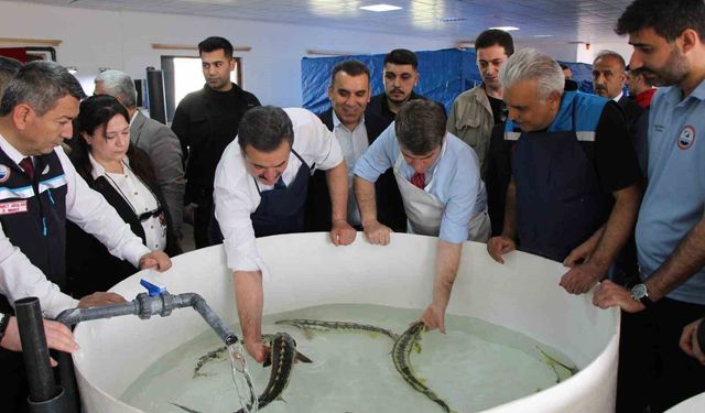 Bu balığın havyarı ’siyah inci’: Karadeniz’e 8 bin adet dağıtılacak, çiple takip edilecek