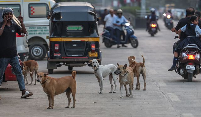 Hindistan’da 62 milyon sokak köpeği, sokakları işgal ediyor