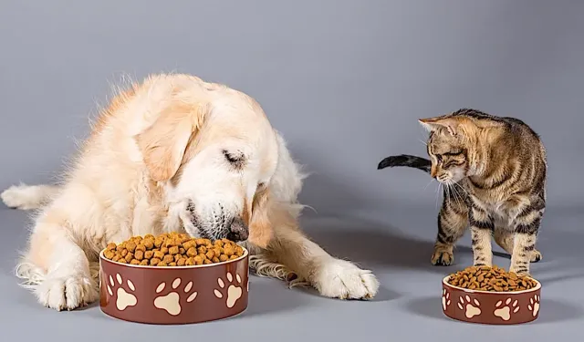 Mart’ta en çok ev hayvanları ve diğer evcil hayvanlar ile ilgili ürünler pahalandı