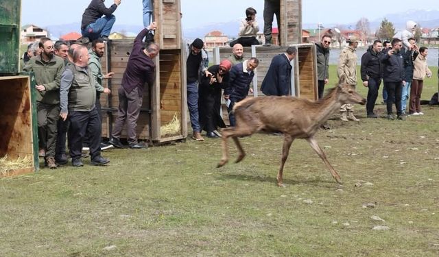 Ordu’da doğaya 16 kızıl geyik salındı