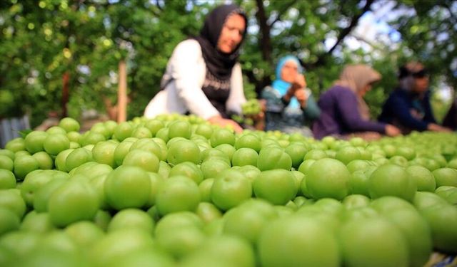 Turfanda hasat edilen can eriği Avrupa ülkelerine ihraç ediliyor