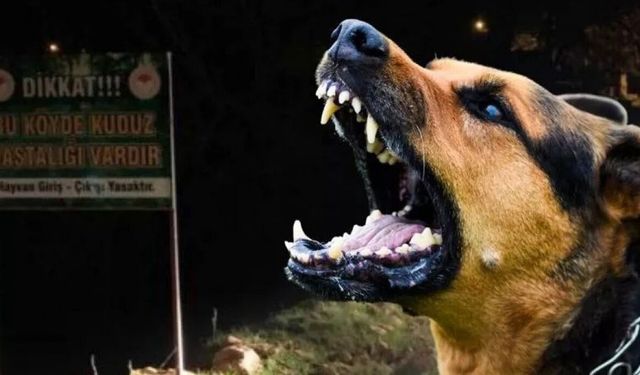 Van’daki köpek dehşetinde kan donduran detaylar