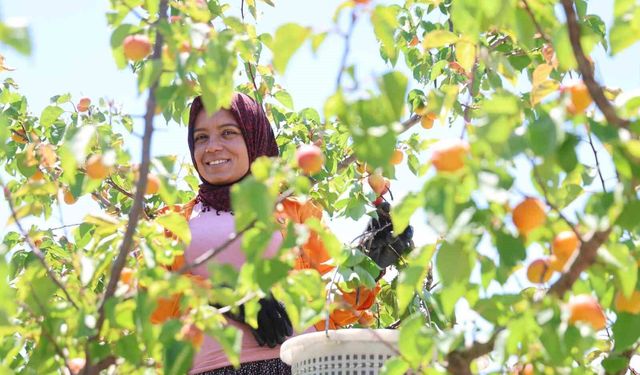 Adana’da erkenci kayısı hasadı başladı: Bahçede kilogramı 60-80 TL