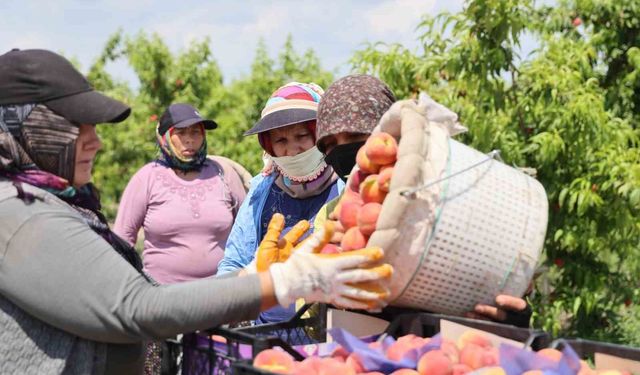 Adana’da erkenci şeftali hasadı başladı: Bahçede kilogramı 10-20 TL