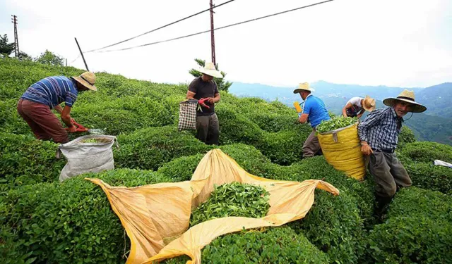 ÇAYKUR sezonun ilk 3 gününde 5 bin 600 ton çay aldı