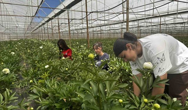 Tanesi toptancıya 150 TL’den satılıyor, Türkiye’nin 81 iline gönderiliyor