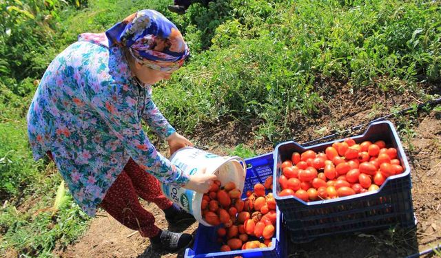 14 salça fabrikasına sahip Karacabey’de domates sezonu başlıyor