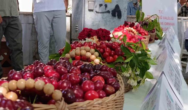 60. Uluslararası Tekirdağ Kiraz Festivali başladı: En güzel kirazlara 60 bin lira ödül