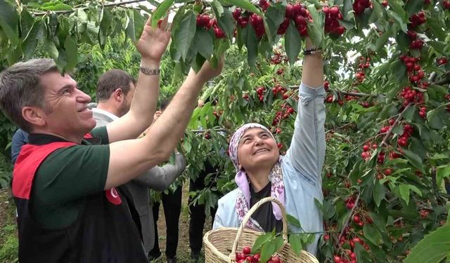 Amasya’da dalları kiraz bastı, bu yıl 50 bin ton rekolte bekleniyor