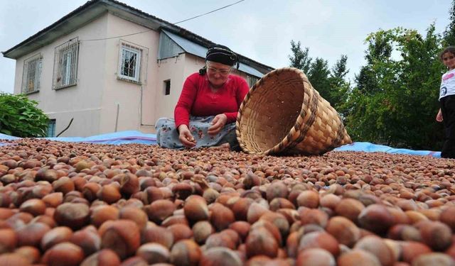 Düzce’den AB ülkelerine 5 bin 291 ton fındık ihraç edildi