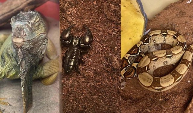 İstanbul’da bir evden tarantula, yılan, akrep, iguana, Afrika dev salyangozları çıktı