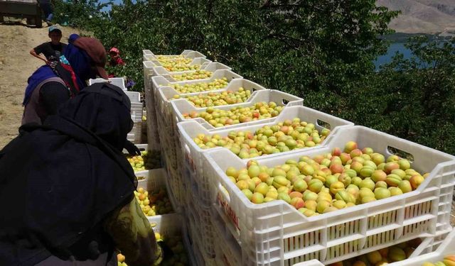 Malatya’da ’sarı altın’ hasadı başladı, ilk ürünler Avrupa yolunda